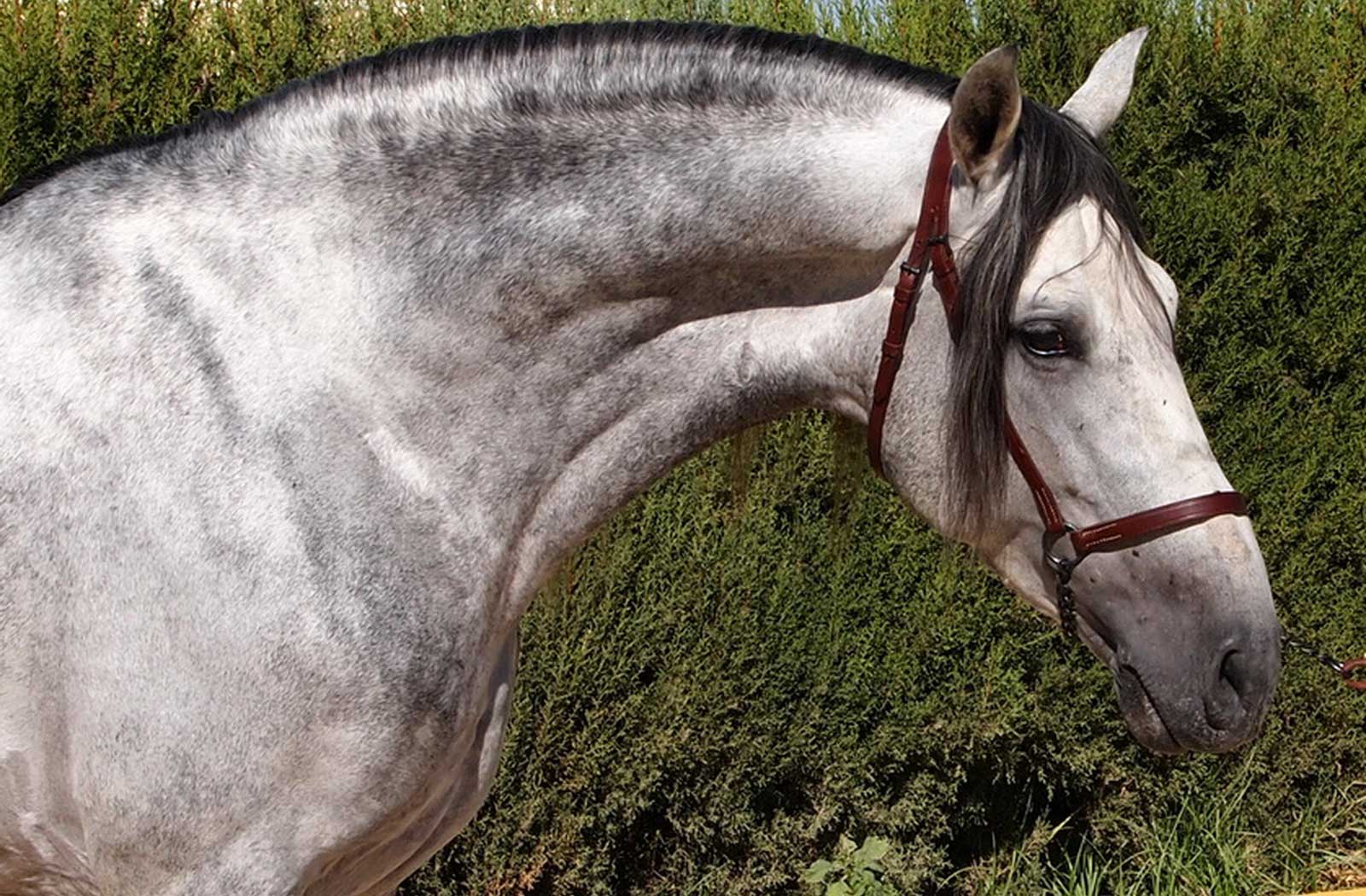 Andalusian Horse For Sale | Wallpapers Lovers